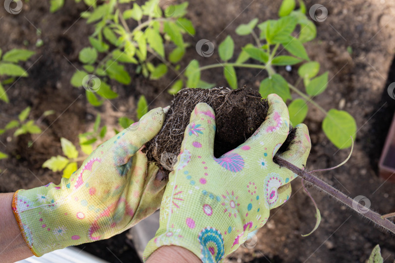Скачать руки фермера, пересаживающие растения фотосток Ozero