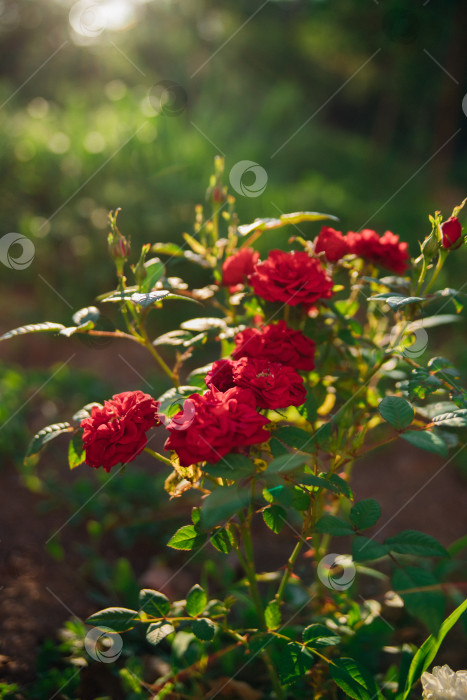 Скачать Роза Pink garden на кусте в летнем саду. Сочная яркая зелень, размытый фон. Красота в природе. Распускающийся цветок. фотосток Ozero