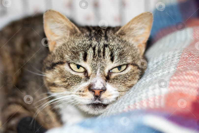Скачать Кошка развалилась на мягком одеяле, глядя прямо в камеру фотосток Ozero