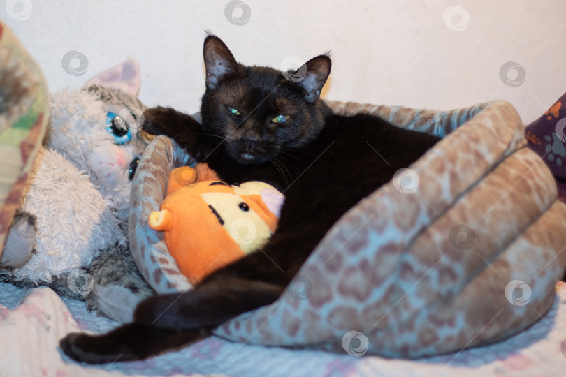 Скачать Серая кошка с усами, лежащая на кровати в окружении мягких игрушек фотосток Ozero