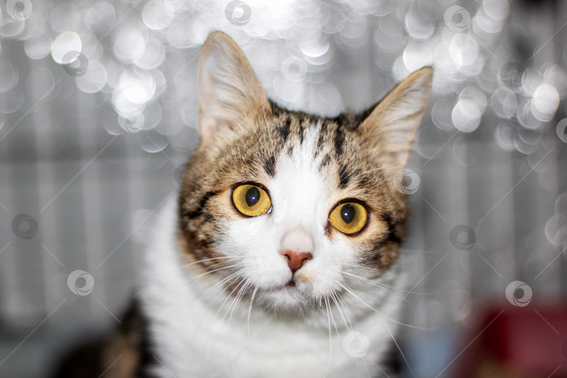 Скачать Маленький забавный серый котенок, портрет крупным планом фотосток Ozero