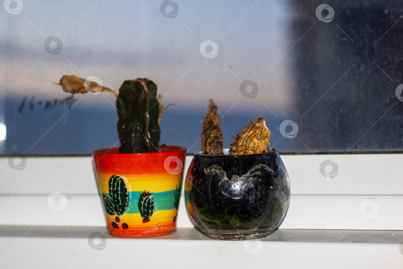 Скачать На подоконнике стоят два растения в горшках, одно из них - кактус фотосток Ozero
