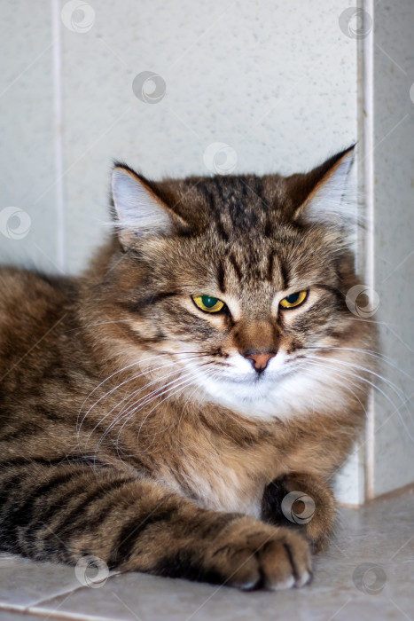 Скачать Домашняя короткошерстная кошка с зелеными глазами отдыхает на кафельном полу фотосток Ozero