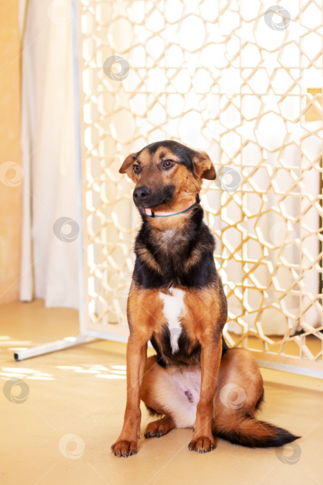 Скачать Собака сидит у экрана с ключевыми словами, связанными с собакой и буревестником фотосток Ozero