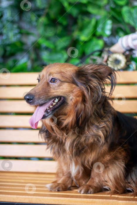 Скачать Коричнево-черная собака сидит на деревянной скамейке, высунув язык фотосток Ozero