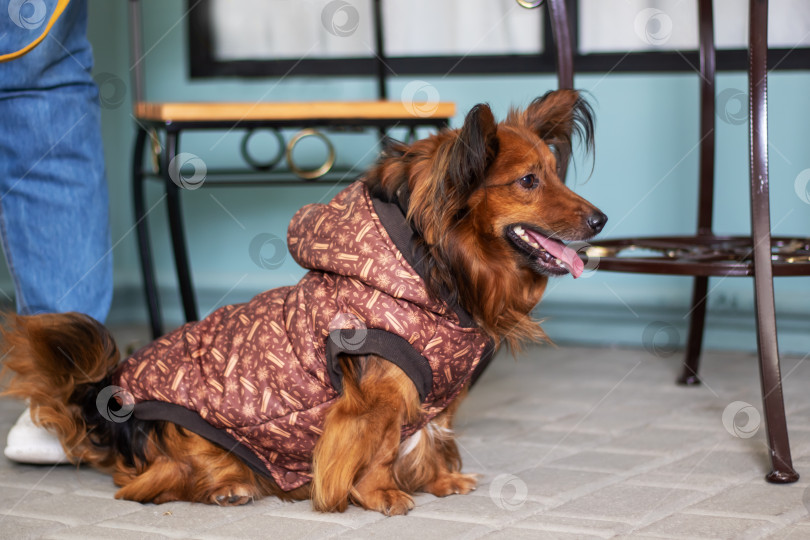 Скачать Маленькая коричневая собачка одета в коричневую куртку с капюшоном фотосток Ozero