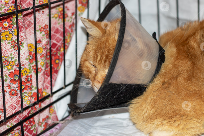 Скачать В клетке лежит кошка с защитным конусом на шее фотосток Ozero