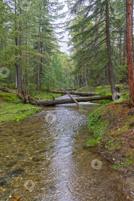 Скачать Красивый ручей в сибирской тайге. фотосток Ozero