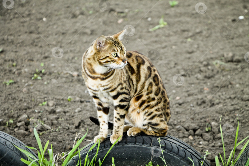 Скачать Кот фотосток Ozero