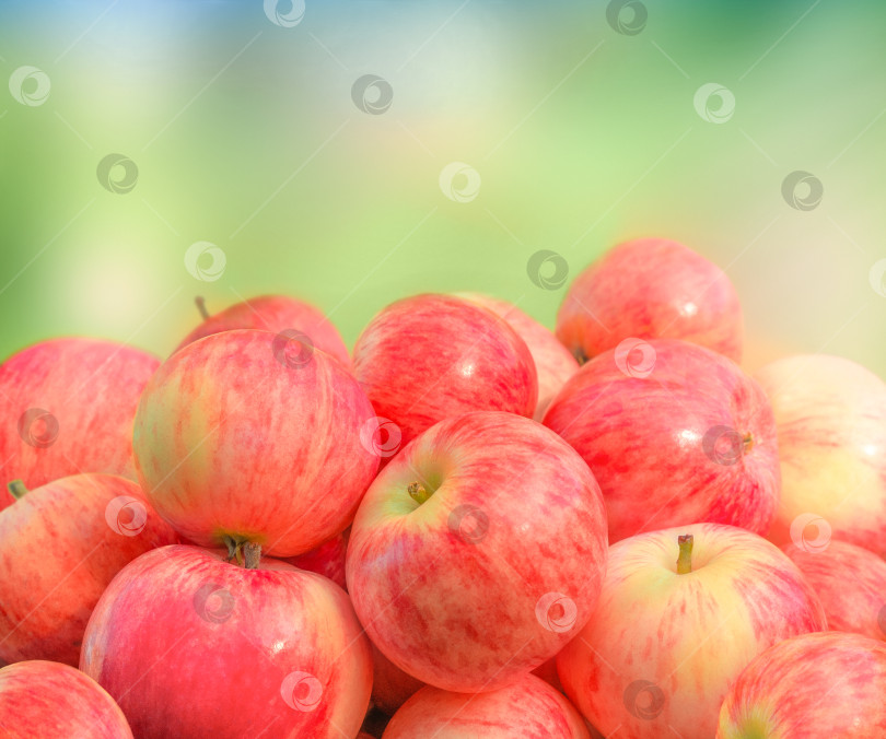 Скачать Спелые сочные яблоки фотосток Ozero