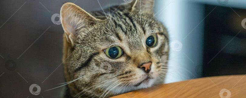Скачать Пухлый кот с большими глазами смотрит на стол фотосток Ozero