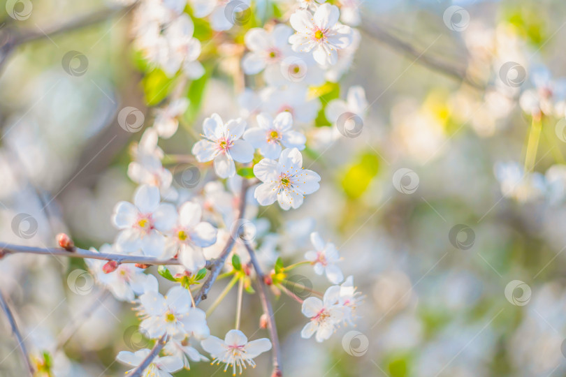 Скачать весенние цветы на ветвях деревьев в солнечный день фотосток Ozero