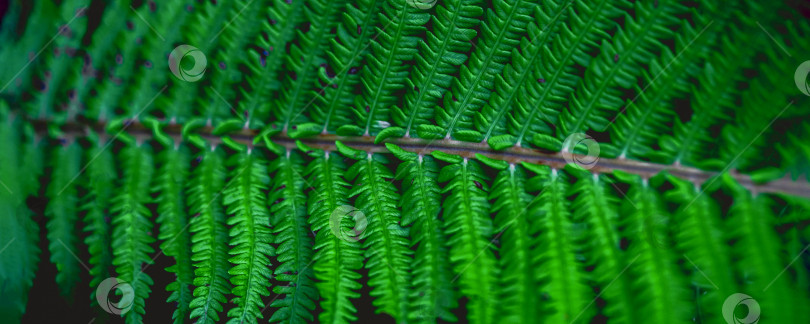 Скачать зеленые листья, абстрактная растительная текстура фотосток Ozero