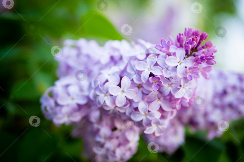 Скачать Сиреневый букет весенних цветов с фиолетовым фоновым художественным оформлением. фотосток Ozero