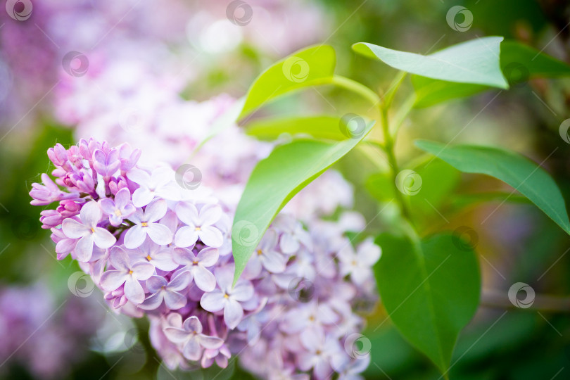 Скачать Сиреневый букет весенних цветов с фиолетовым фоновым художественным оформлением. фотосток Ozero