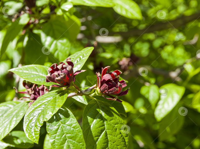 Скачать Душистый кустарник (Calycanthus floridus). фотосток Ozero