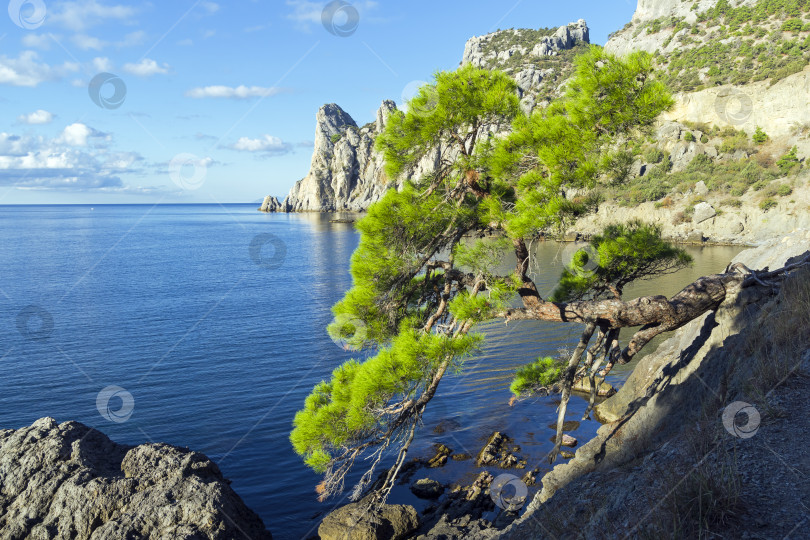 Скачать Реликтовая сосна на горной тропинке над морем. Крым. фотосток Ozero