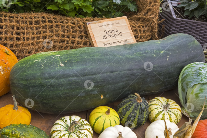 Скачать Тыква вида Cucurbita moschata фотосток Ozero