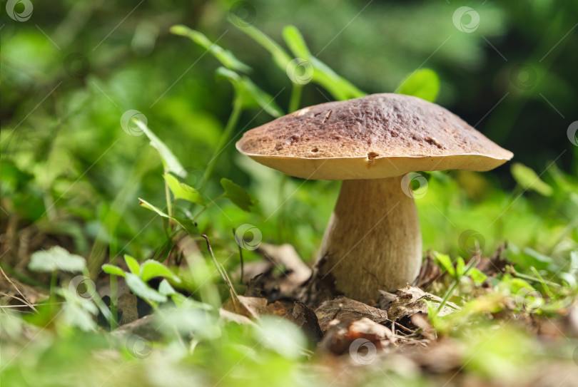 Скачать Белый гриб в лесу. фотосток Ozero
