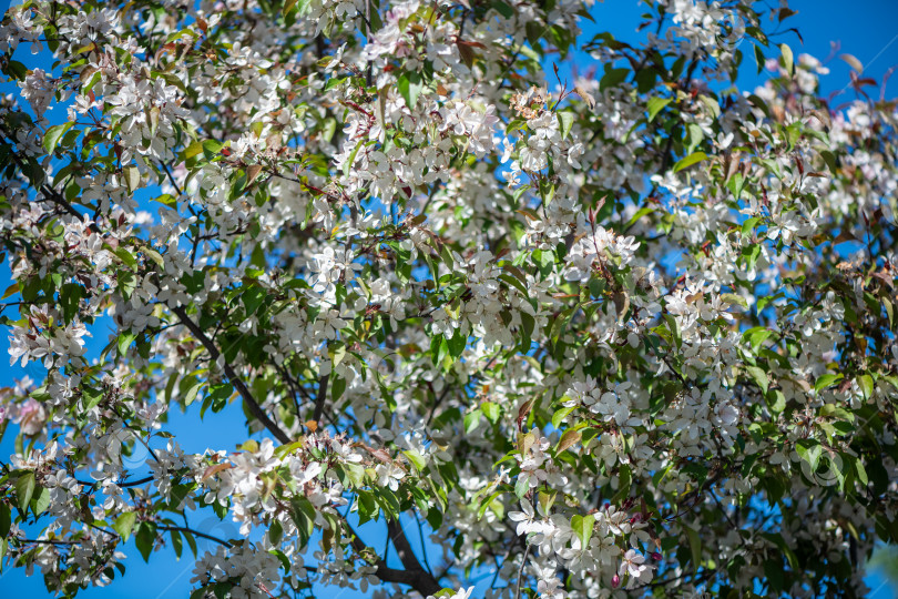 Скачать цветущая яблоня на фоне голубого неба, натуральный цветок, цветочный фон фотосток Ozero