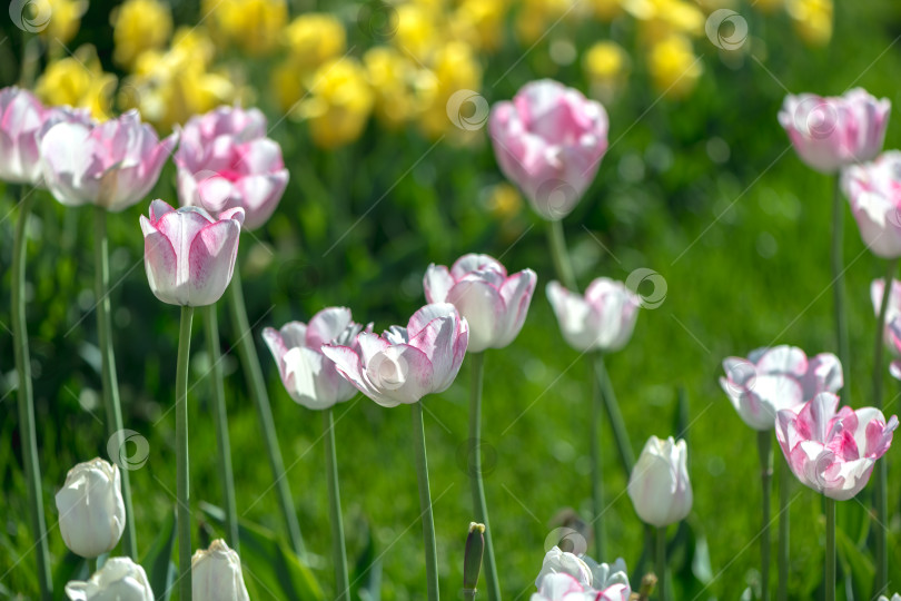 Скачать множество красивых бело-розовых тюльпанов на весеннем естественном фоне фотосток Ozero