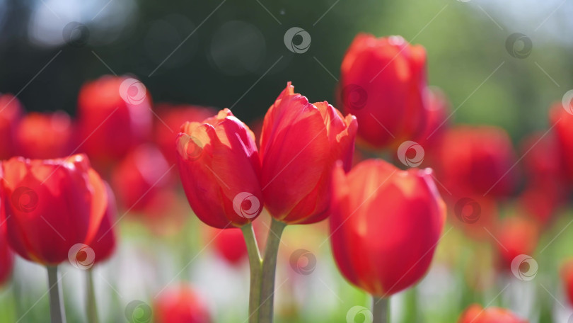 Скачать много красивых красных тюльпанов, весенний природный фон, отснятый материал фотосток Ozero