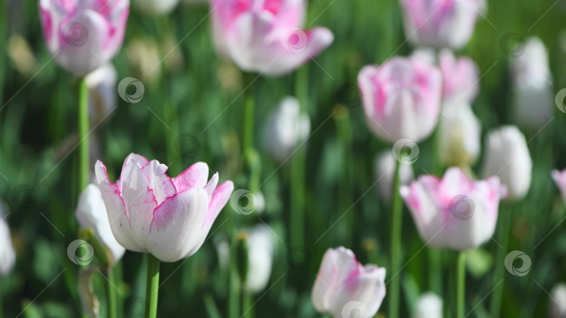 Скачать множество красивых бело-розовых тюльпанов, весенний природный фон, отснятый материал фотосток Ozero