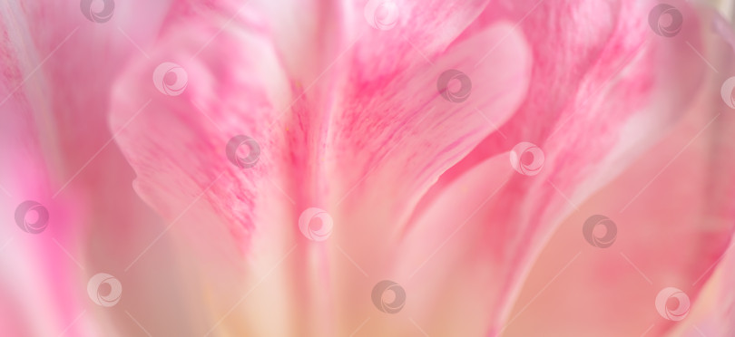Скачать макросъемка, нежный абстрактный фон натурального розового цвета, лепестки цветов фотосток Ozero