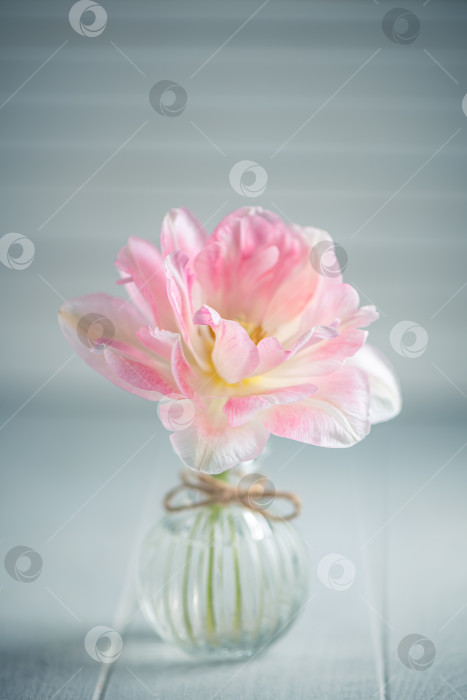 Скачать Красивый розовый цветок тюльпана в прозрачной маленькой вазе на светлом фоне фотосток Ozero