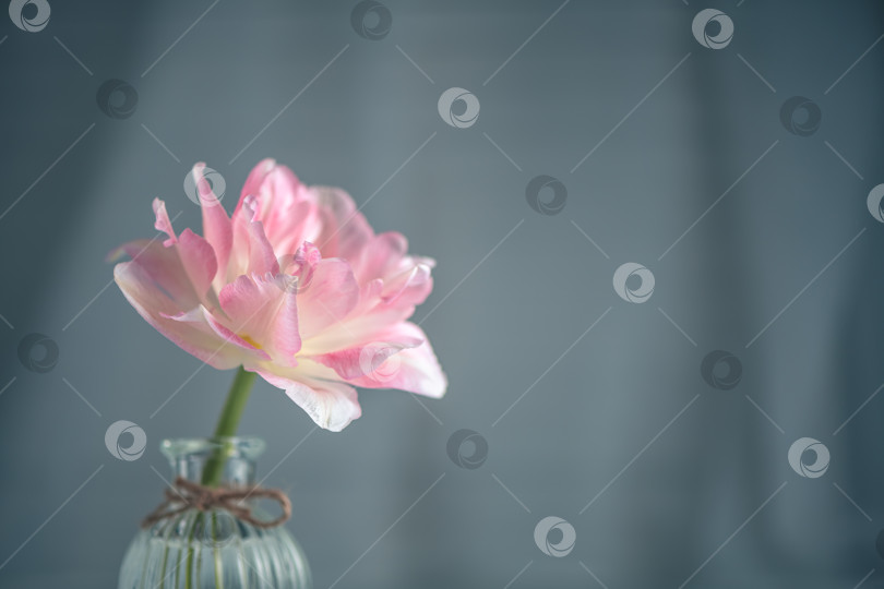 Скачать Красивый розовый цветок тюльпана в прозрачной маленькой вазе на светлом фоне фотосток Ozero