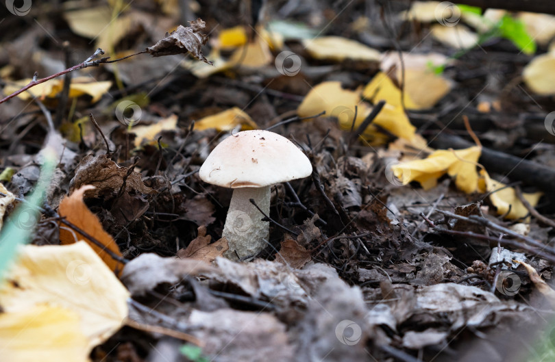 Скачать Корзинка со съедобными белыми грибами. Boletus edulis. Собираем белые грибы в лесу фотосток Ozero