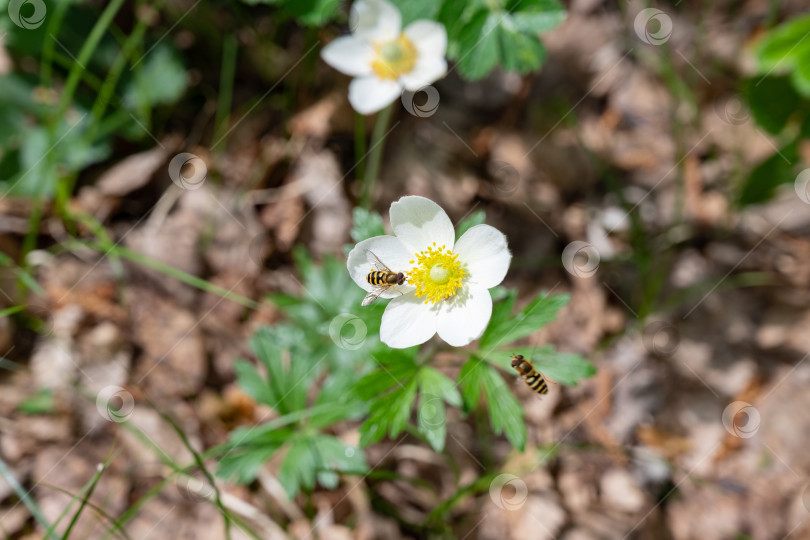 Скачать Древесные анемоны (Anemone Nemorosa), цветущие ранней весной фотосток Ozero