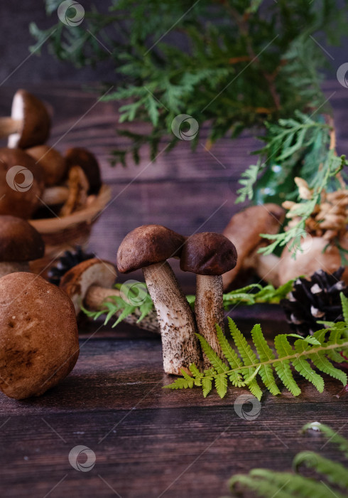 Скачать Корзинка со съедобными белыми грибами. Boletus edulis. Собираем белые грибы в лесу фотосток Ozero