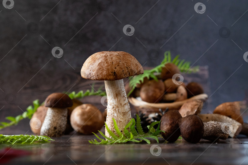 Скачать Белый гриб или подберезовик, растущий на пышном зеленом мху в лесу, вид под низким углом фотосток Ozero