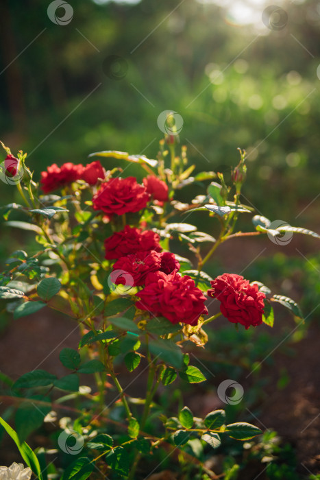 Скачать Роза Pink garden на кусте в летнем саду. Сочная яркая зелень, размытый фон. Красота в природе. Распускающийся цветок. фотосток Ozero