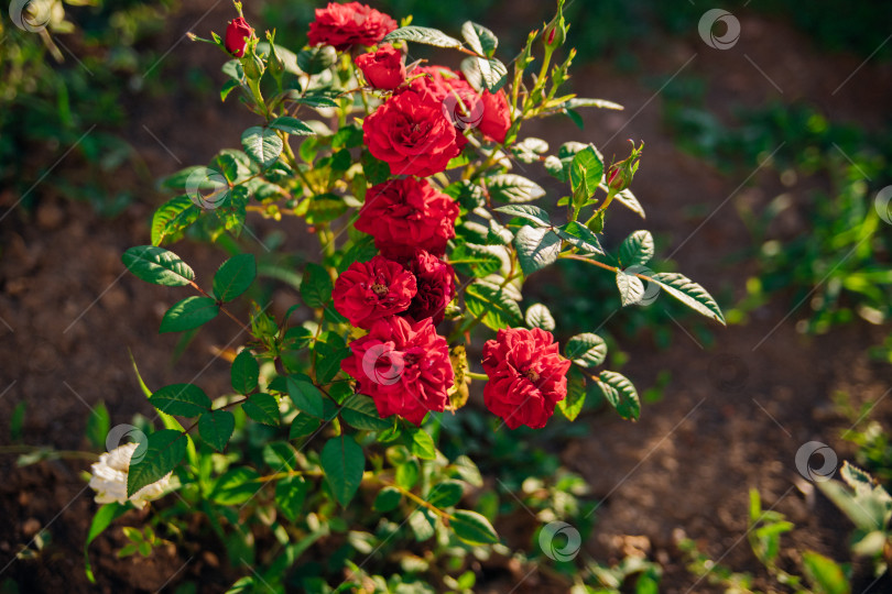 Скачать Роза Pink garden на кусте в летнем саду. Сочная яркая зелень, размытый фон. Красота в природе. Распускающийся цветок. фотосток Ozero