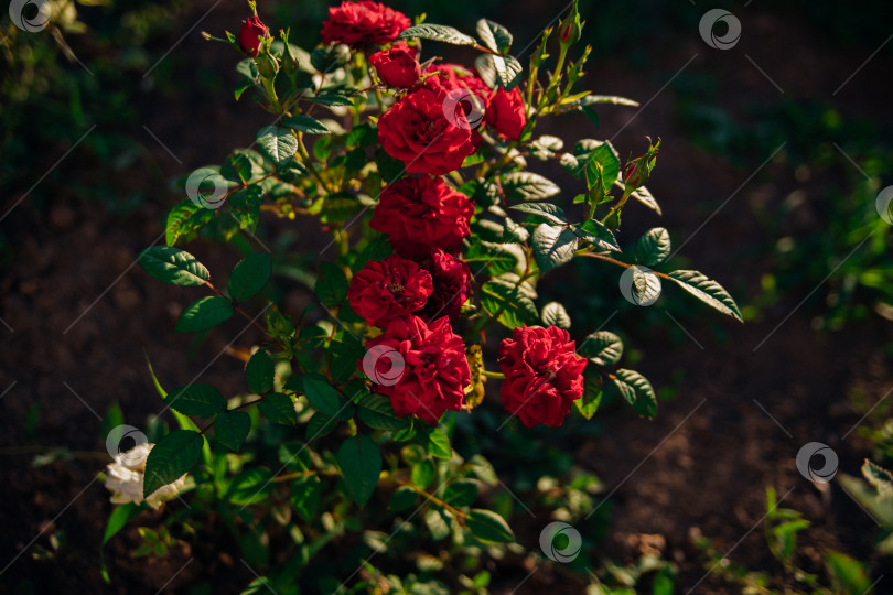 Скачать Роза Pink garden на кусте в летнем саду. Сочная яркая зелень, размытый фон. Красота в природе. Распускающийся цветок. фотосток Ozero