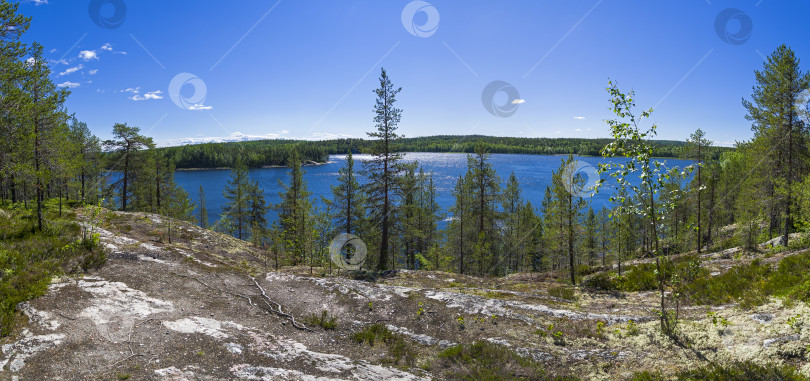 Скачать Сосны на высоком скалистом берегу Белого моря. фотосток Ozero