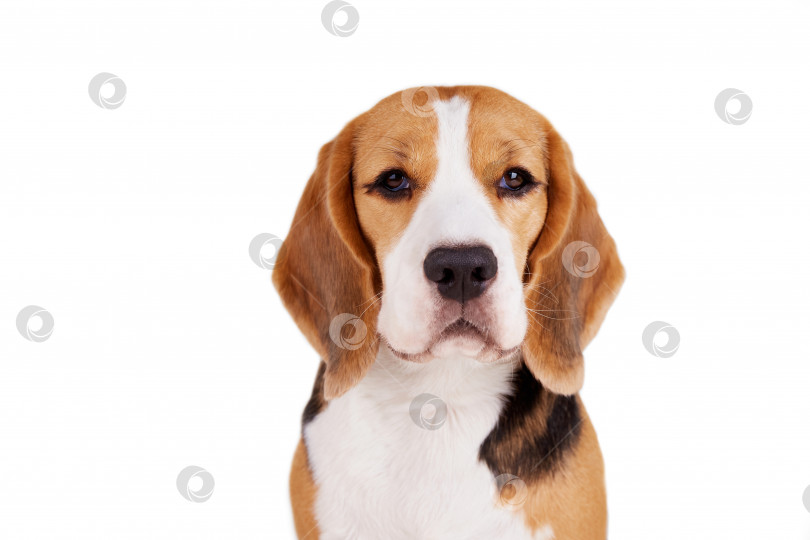 Скачать Портрет собаки породы бигль, смотрящей в камеру на белом фоне. фотосток Ozero