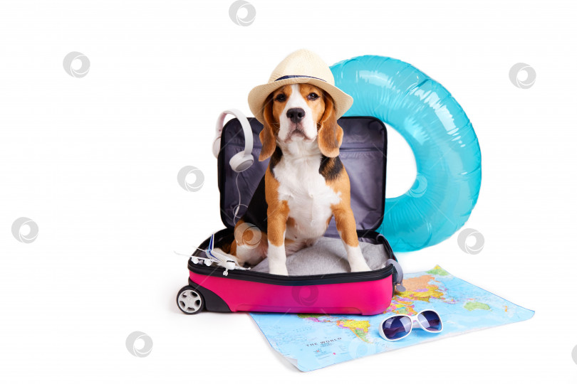 Скачать Собака породы бигль в соломенной шляпе сидит в чемодане фотосток Ozero