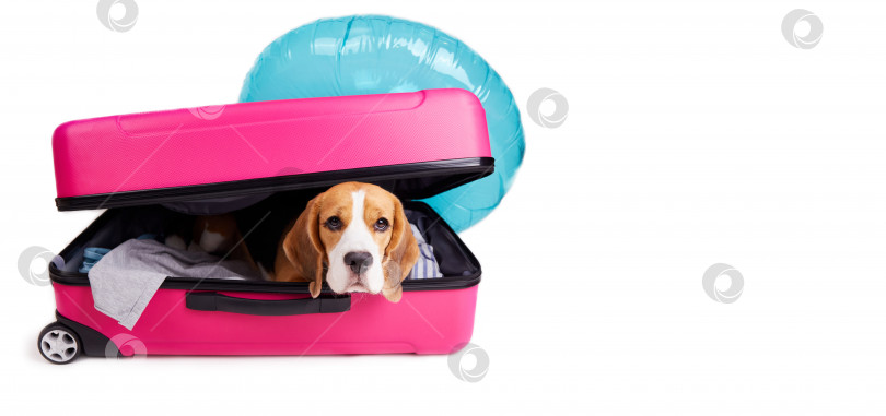 Скачать Собака породы бигль в чемодане с одеждой и аксессуарами для летних каникул. фотосток Ozero