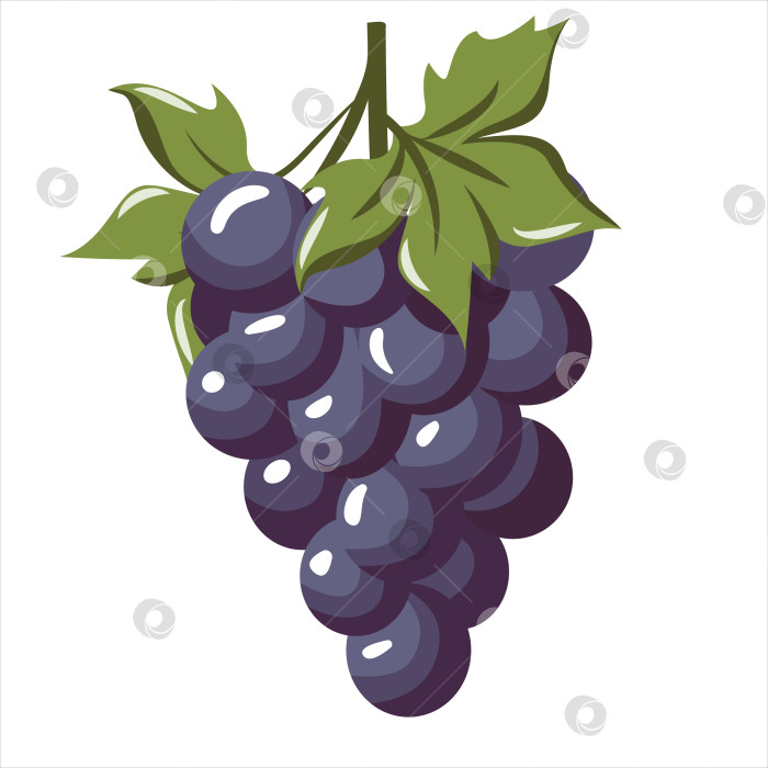 Скачать Гроздь спелого фиолетового винограда с зелеными листьями фотосток Ozero