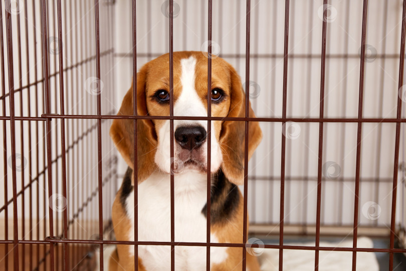 Скачать Грустная собака породы бигль в железной клетке для домашних животных. фотосток Ozero