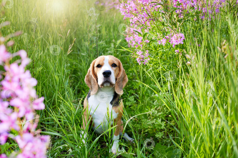 Скачать Симпатичная собака породы бигль в окружении сиреневых цветов, цветущее поле из кипрея. фотосток Ozero