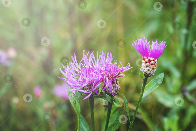 Скачать Вырастите фиолетовые цветы растения Serratula Lycopifolia фотосток Ozero