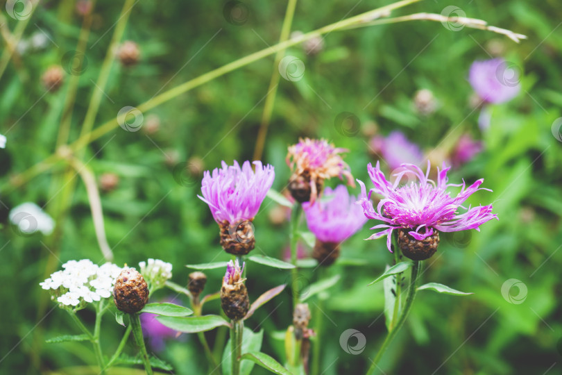 Скачать Вырастите фиолетовые цветы растения Serratula Lycopifolia фотосток Ozero