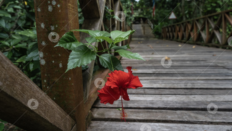 Скачать Красивый яркий цветок гибискуса склонился над дощатым настилом с деревянными перилами. фотосток Ozero