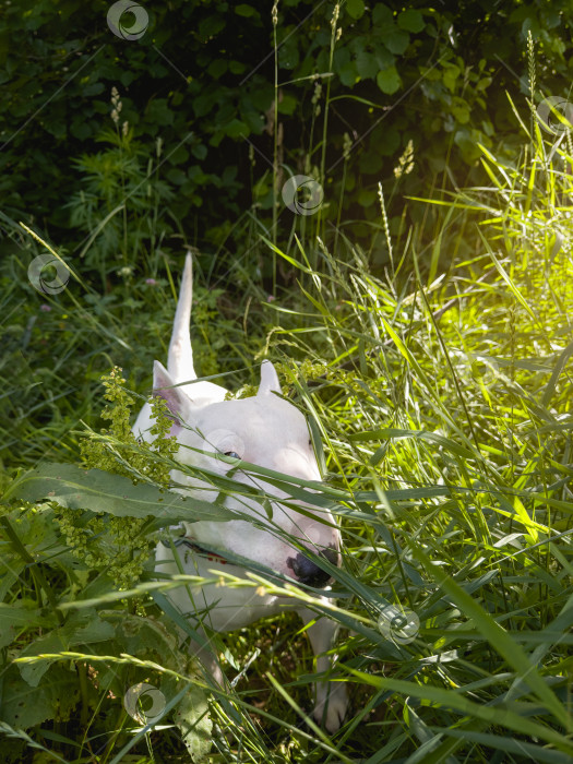 Скачать Молодой белый бультерьер играет в высокой траве, вид сверху. фотосток Ozero