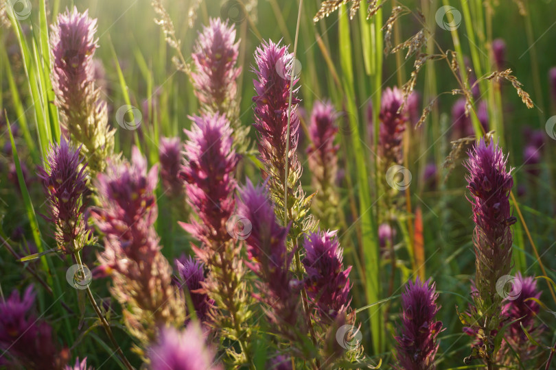 Скачать Полевые цветы в лучах заходящего солнца фотосток Ozero