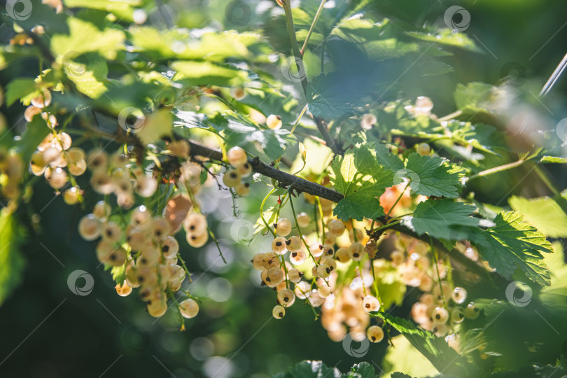 Скачать Красивые гроздья белой смородины на солнце. урожай, сад, сельское хозяйство фотосток Ozero
